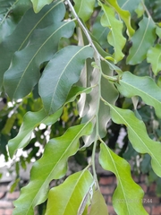 Putranjiva roxburghii