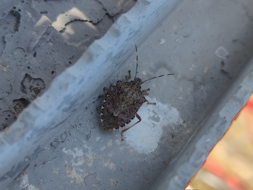 Brown Marmorated Stink Bug