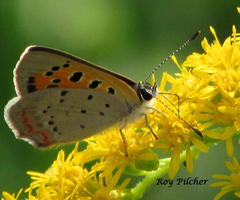Lycaena phlaeas hypophlaeas