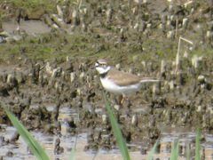 Charadrius dubius
