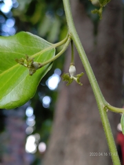 Putranjiva roxburghii