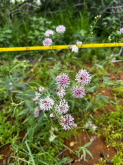 (c) Clifton Ladd, C.W.B., some rights reserved (CC BY) Palafoxia texana, photograph (c) Clifton Ladd, C.W.B., some rights reserved (CC BY)