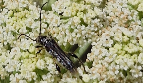 Stenopterus ater