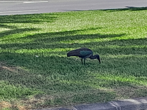 iNaturalist image