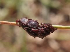 Rhipicephalus appendiculatus