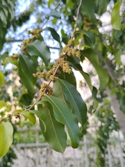 Putranjiva roxburghii