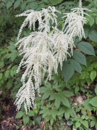 Goatsbeard