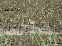 Charadrius dubius
