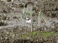 Charadrius dubius