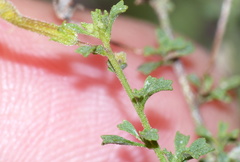 Jamesbrittenia argentea