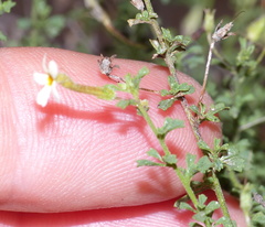 Jamesbrittenia argentea