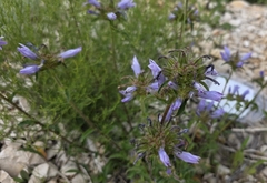 Campanula lingulata, photograph (c) Sandra Stewart, some rights reserved (CC BY)