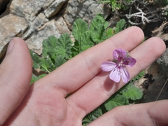 Erodium trifolium, photograph (c) Anis Dris, some rights reserved (CC BY)