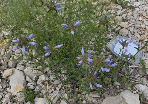 Campanula lingulata, photograph 2