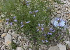 Campanula lingulata, photograph (c) Sandra Stewart, some rights reserved (CC BY)