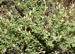 Jamesbrittenia argentea