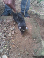 Philander opossum