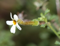 Jamesbrittenia argentea