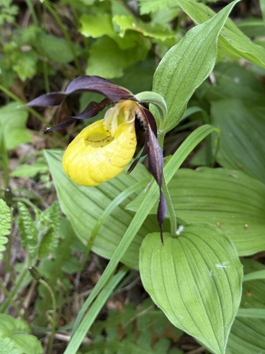 Lady's-slipper
