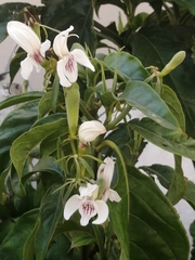 Justicia adhatodoides