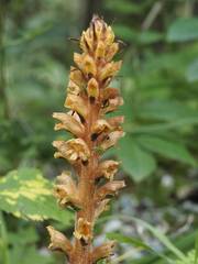 Orobanche flava