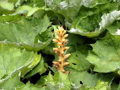 Orobanche flava