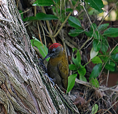 Chloropicus griseocephalus