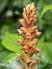 Orobanche flava
