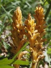 Orobanche flava