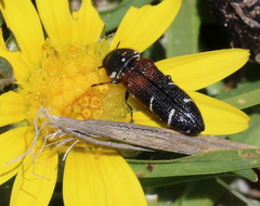 Acmaeodera trifasciata