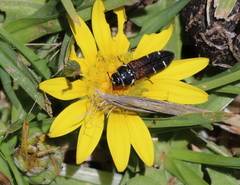 Acmaeodera trifasciata