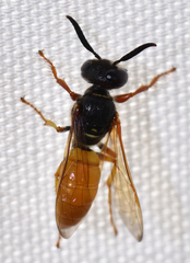 Philanthus triangulum diadema