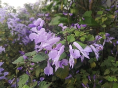 Plectranthus saccatus