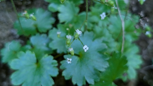 Sullivantia sullivantii, photograph 4