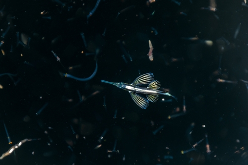 Sharpchin flyingfish (Fodiator rostratus) — Exocoetidae — 5