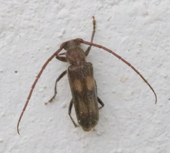 Crinarnoldius maculatus