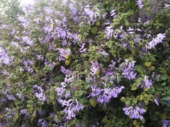 Plectranthus saccatus