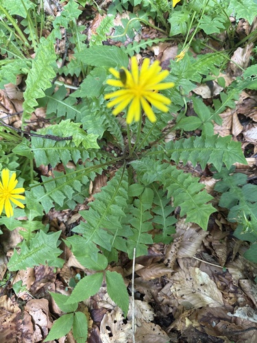 stinking aposeris