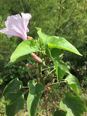 Ipomoea carnea