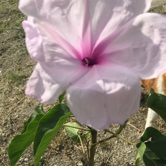 Ipomoea carnea