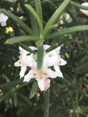 Westringia fruticosa