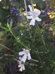 Westringia fruticosa