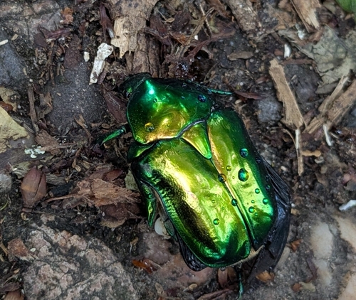 Big Rose-chafer