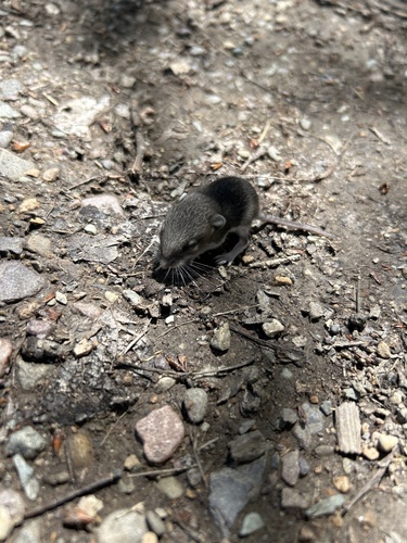 Western Deer Mouse