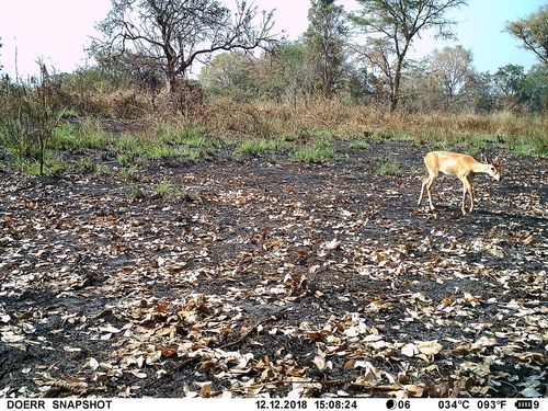 Oribi