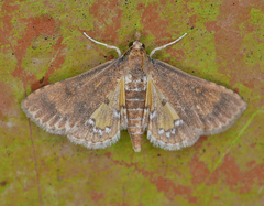 Niphograpta albiguttalis