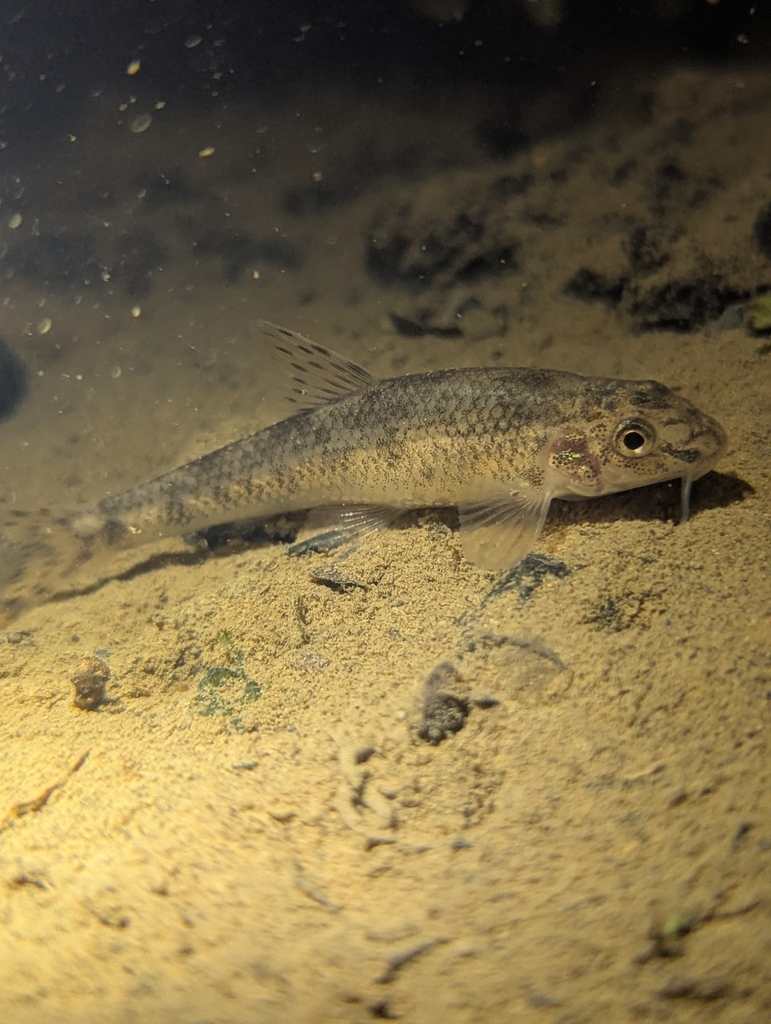 Caucasian Gudgeon