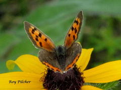 Lycaena phlaeas hypophlaeas