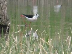 Himantopus himantopus