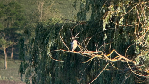 Black-crowned Night Heron